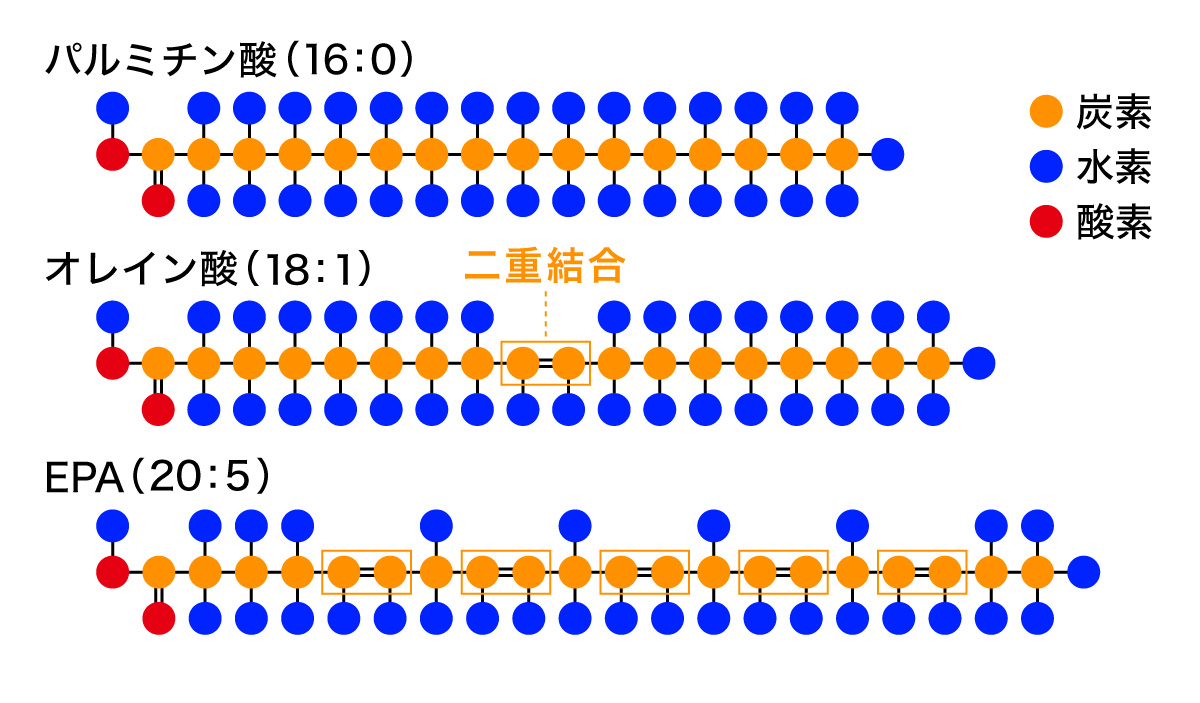 脂肪酸の構造