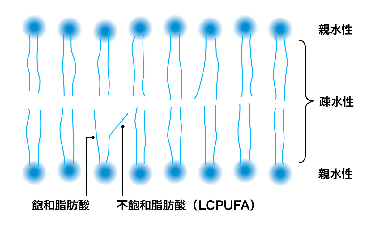 細胞膜を作るリン脂質の二重層
