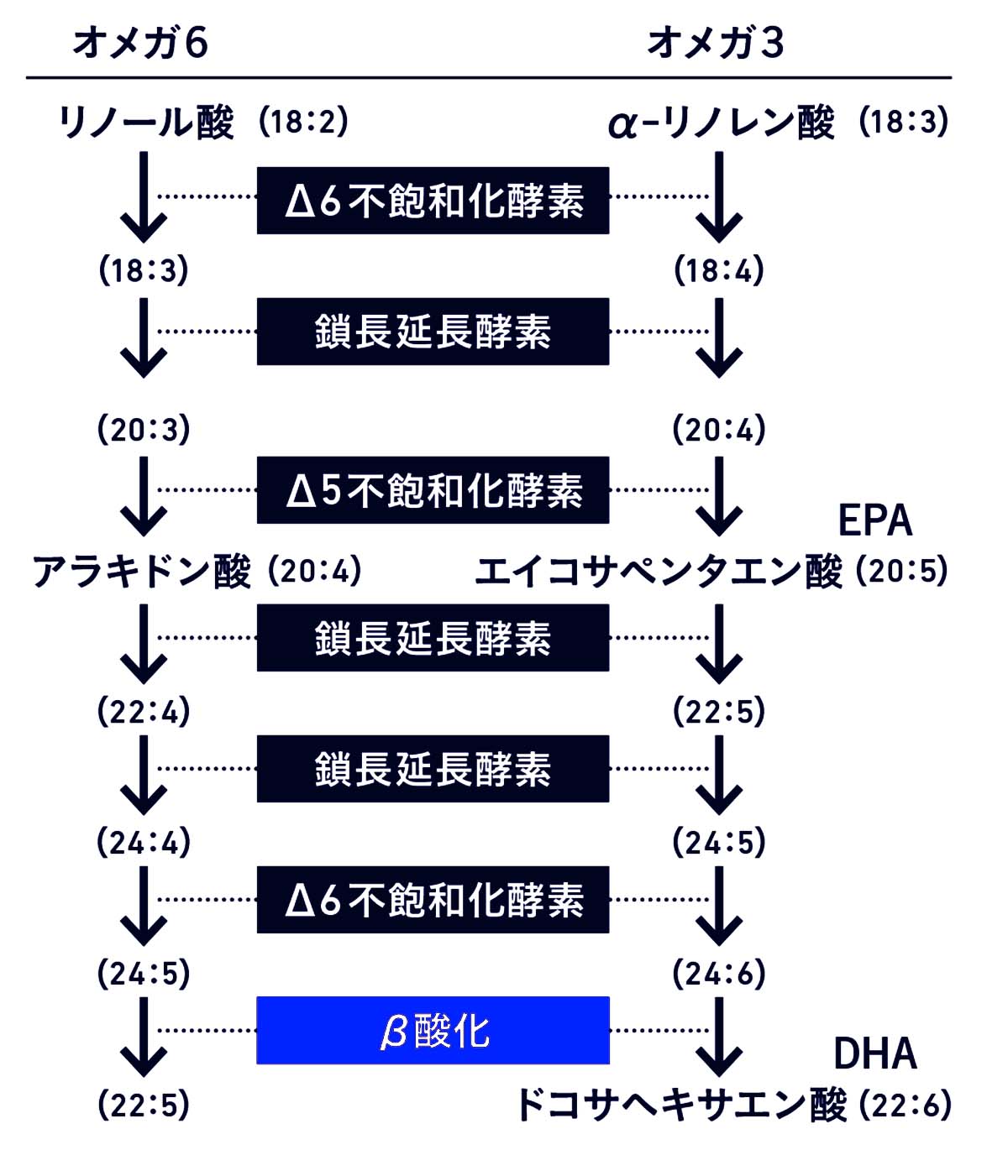 多価不飽和脂肪酸の代謝プロセス