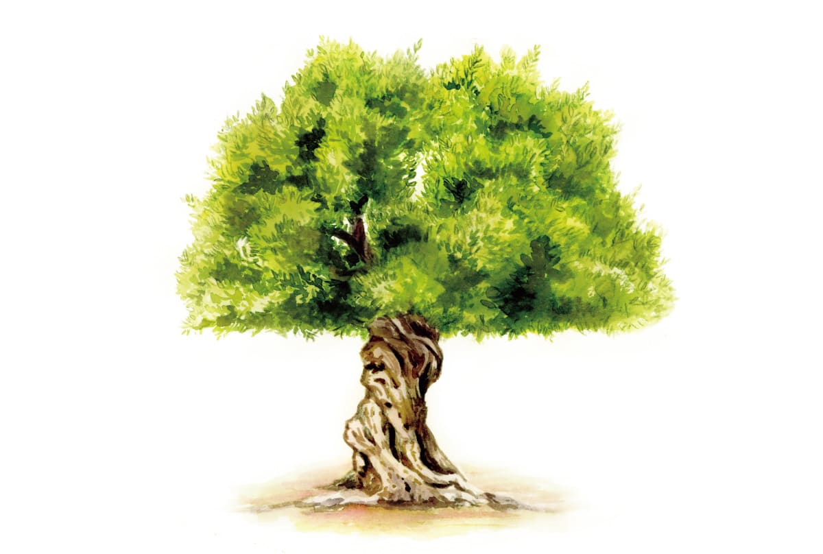 オリーブオイルの話