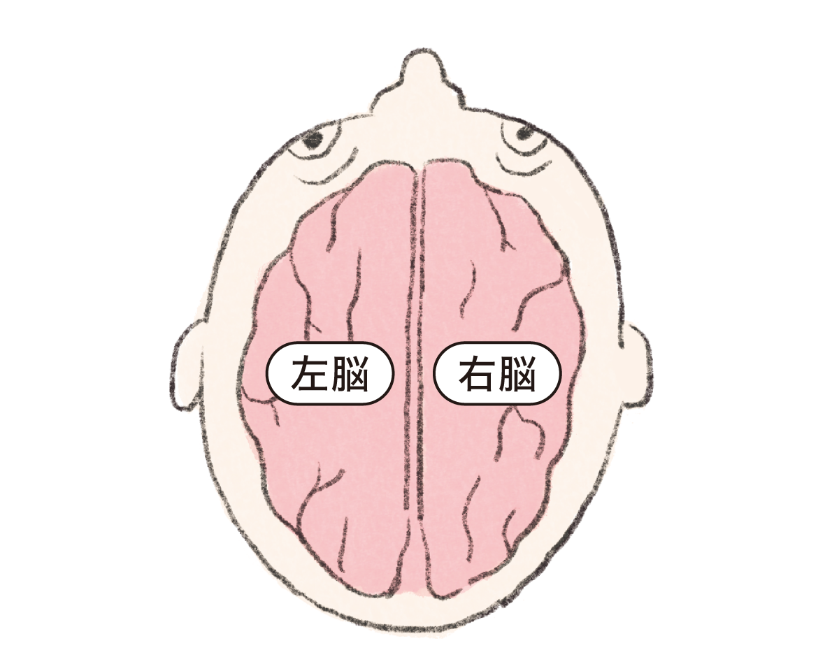 大脳の機能局在