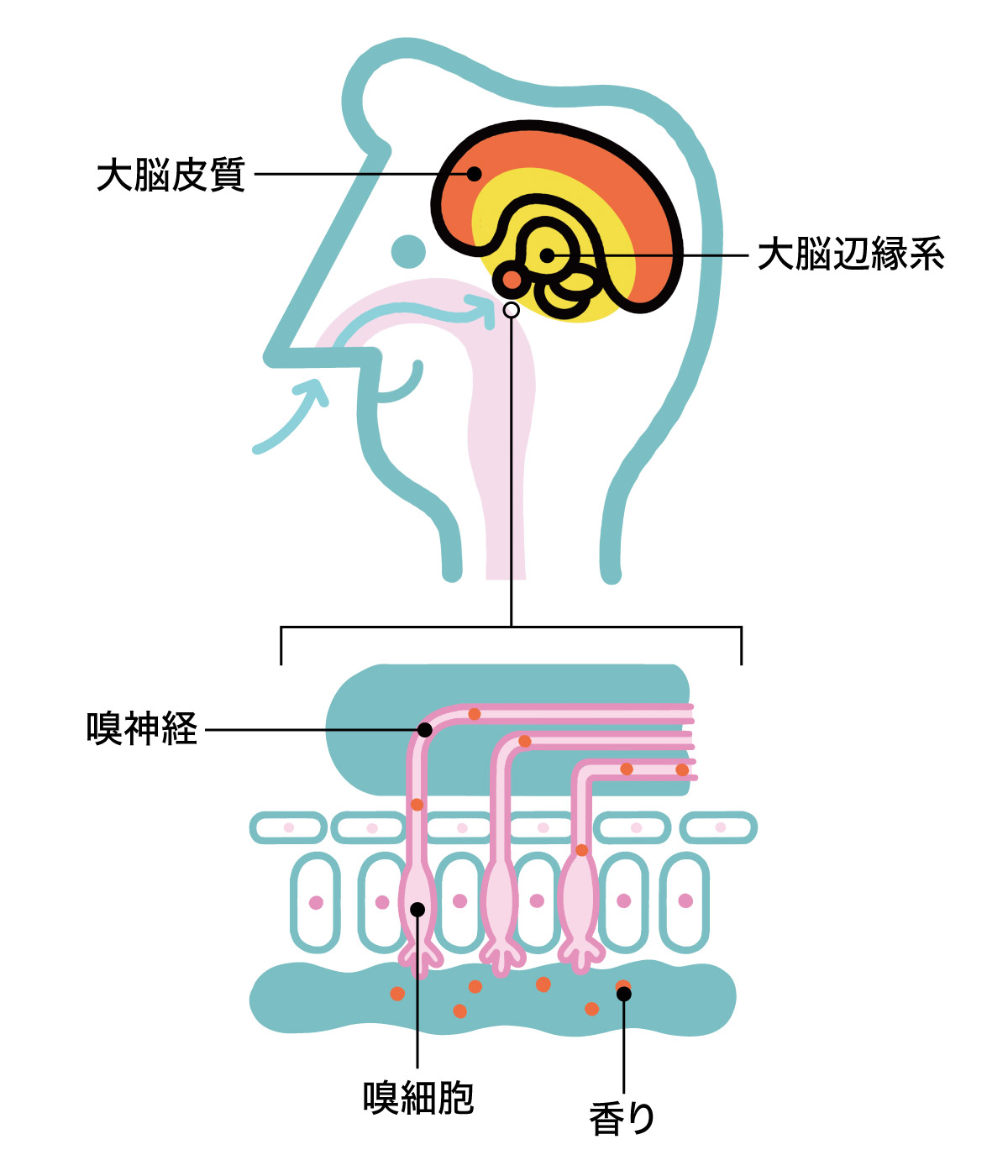 海馬の衰えをアロマで防ぐ仕組み