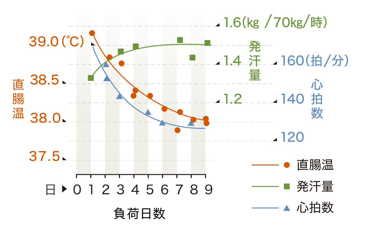 暑熱順化による直腸温、心拍数、発汗量の変化