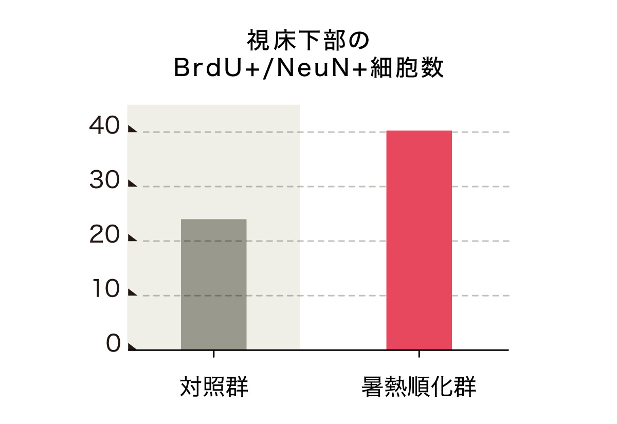 暑熱順化すると視床下部で神経新生が促進される