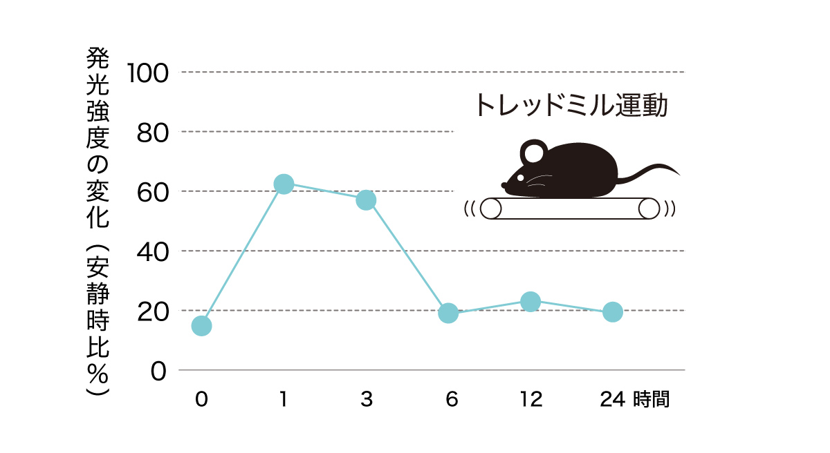 運動後の脳内におけるBDNF発現の変化