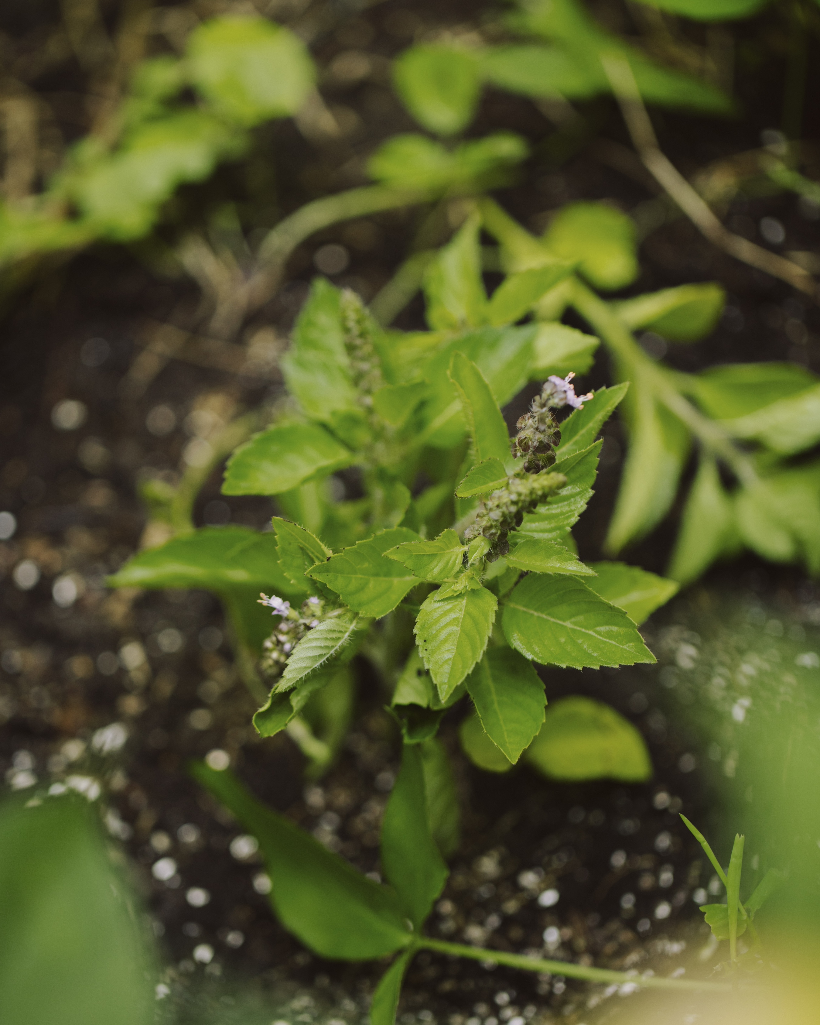 万能な植物「ホーリーバジル」は、モダンなサムギョプサルと香り高いバスソルトに。｜9月のハーブ・ホーリーバジル