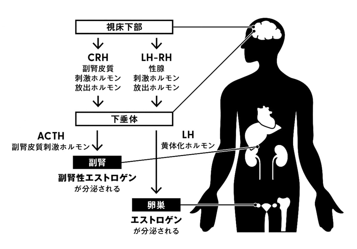 女性ホルモン分泌のメカニズム