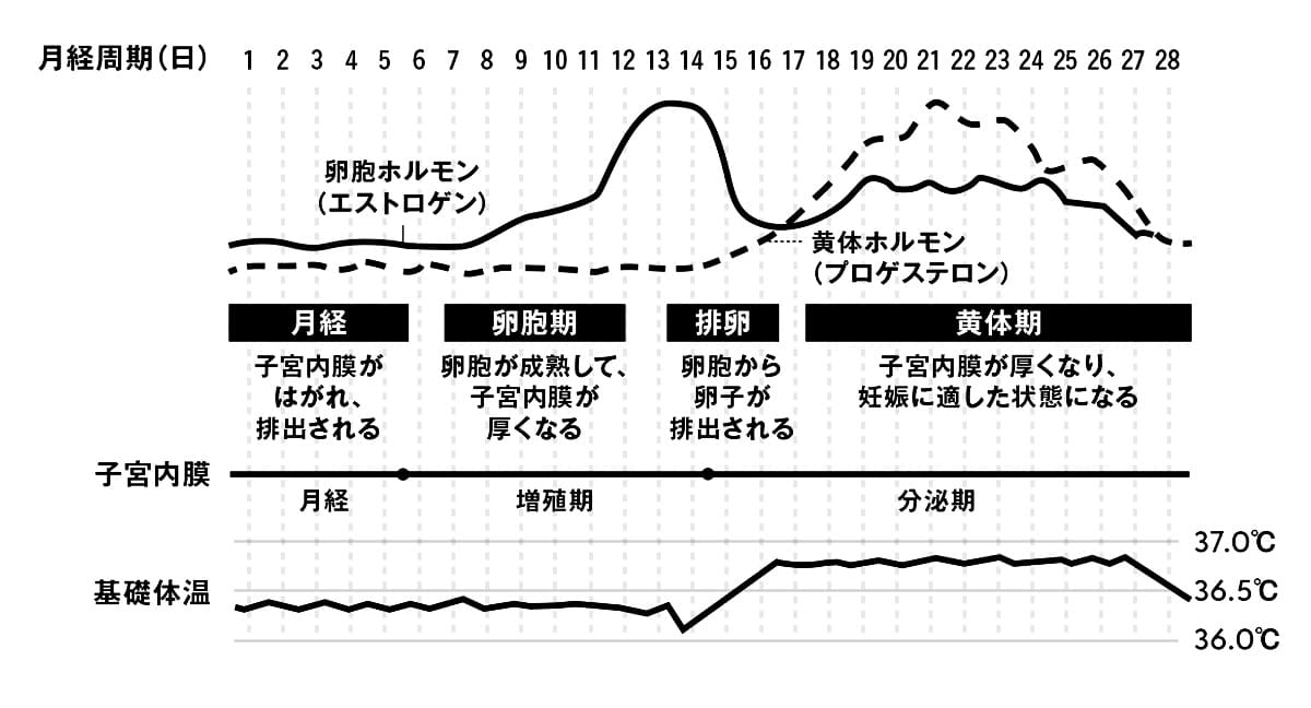 月経周期とカラダの変化