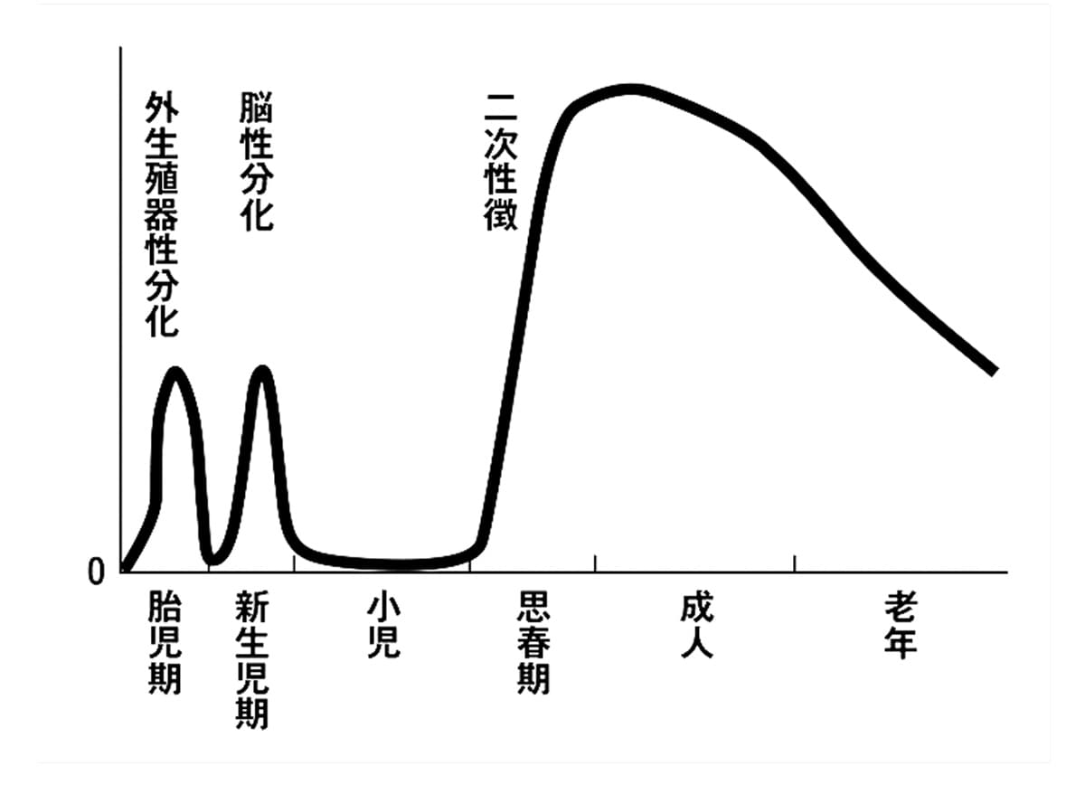 生前生後の男性ホルモン