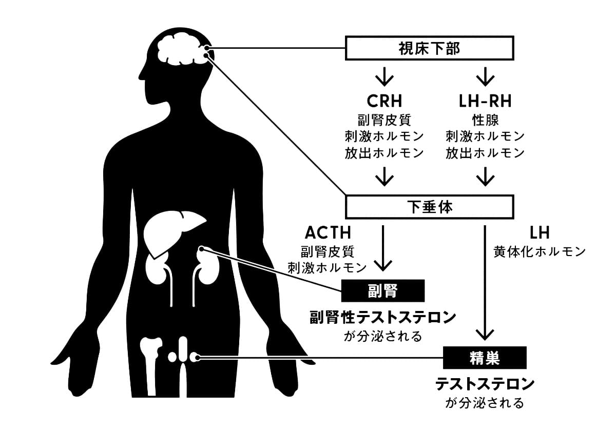 男性ホルモン分泌のメカニズム