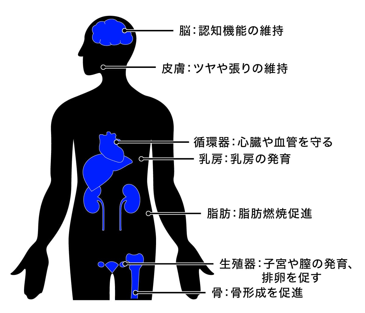 エストロゲンの働き
