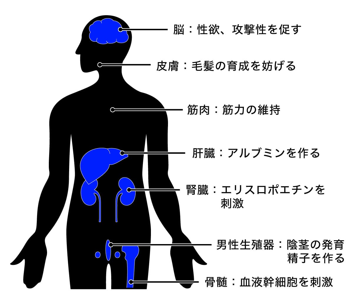男性のテストステロン
