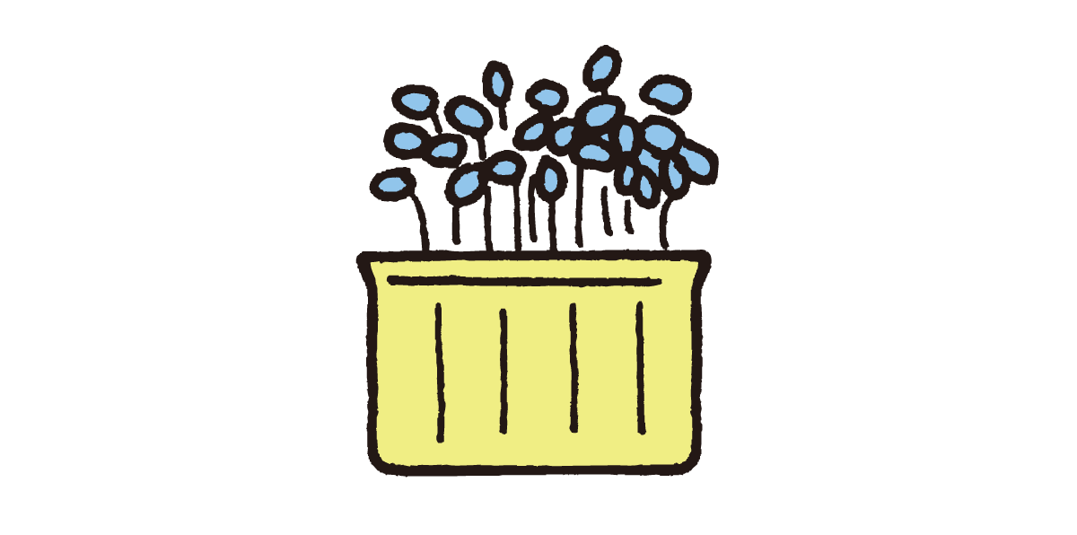 豆苗ガーデニング