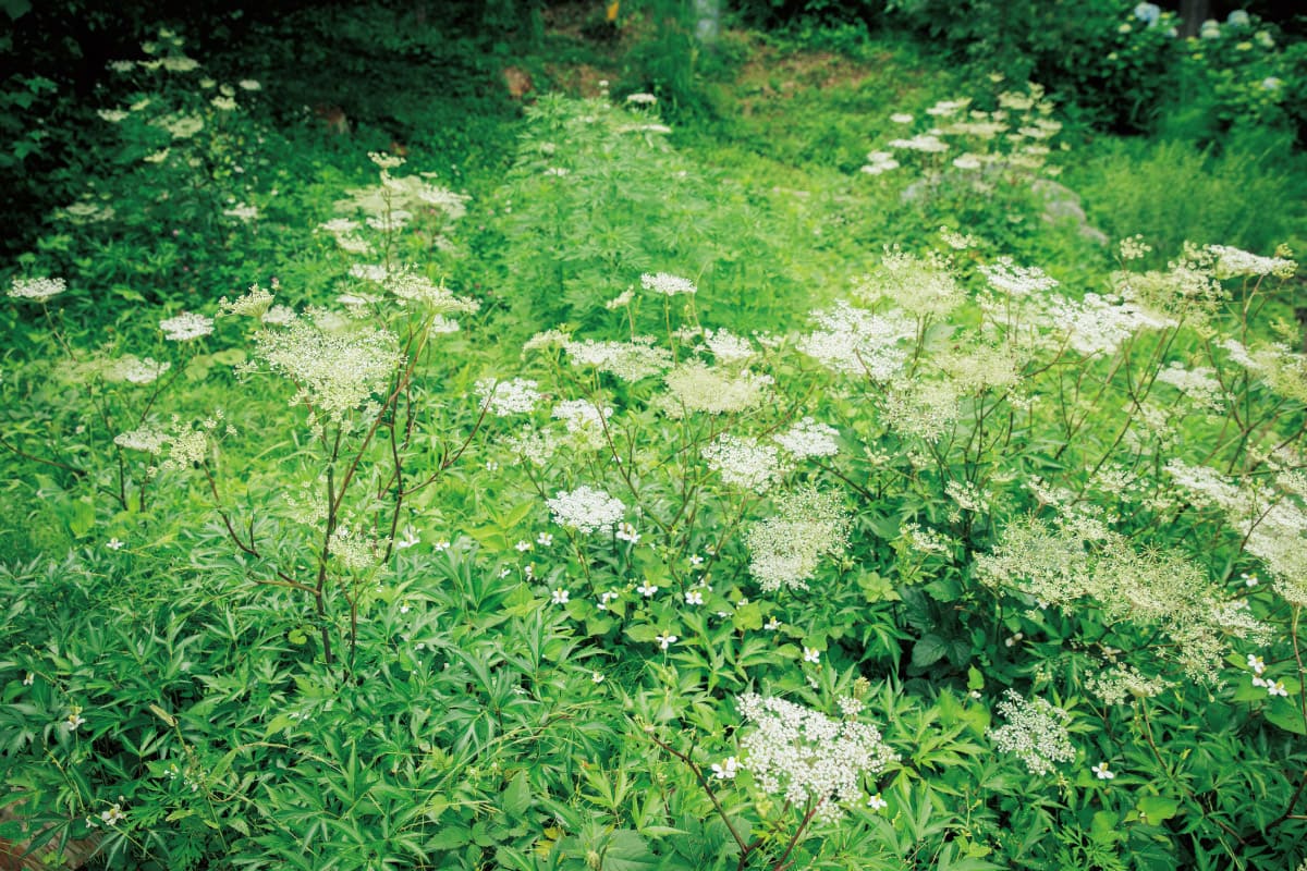 薬草ワークショップ