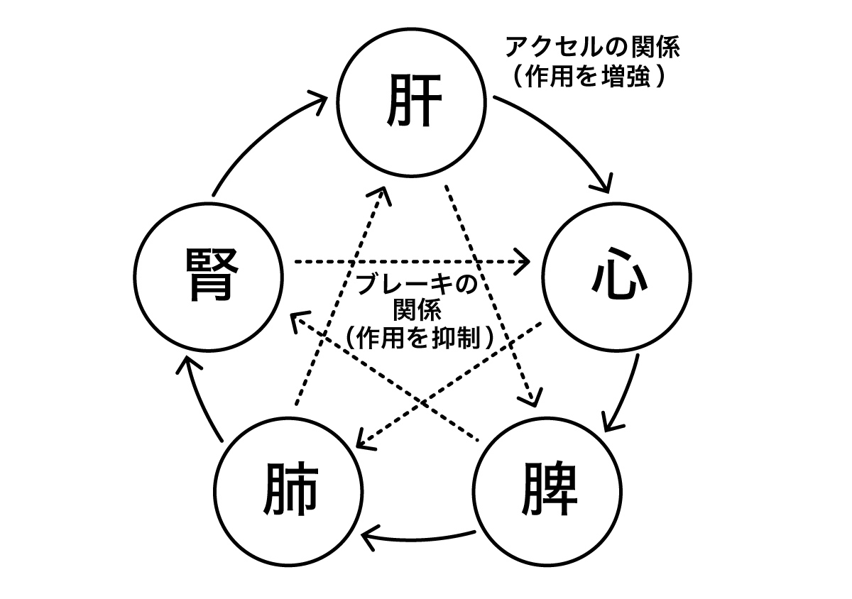 互いに関連する五臓