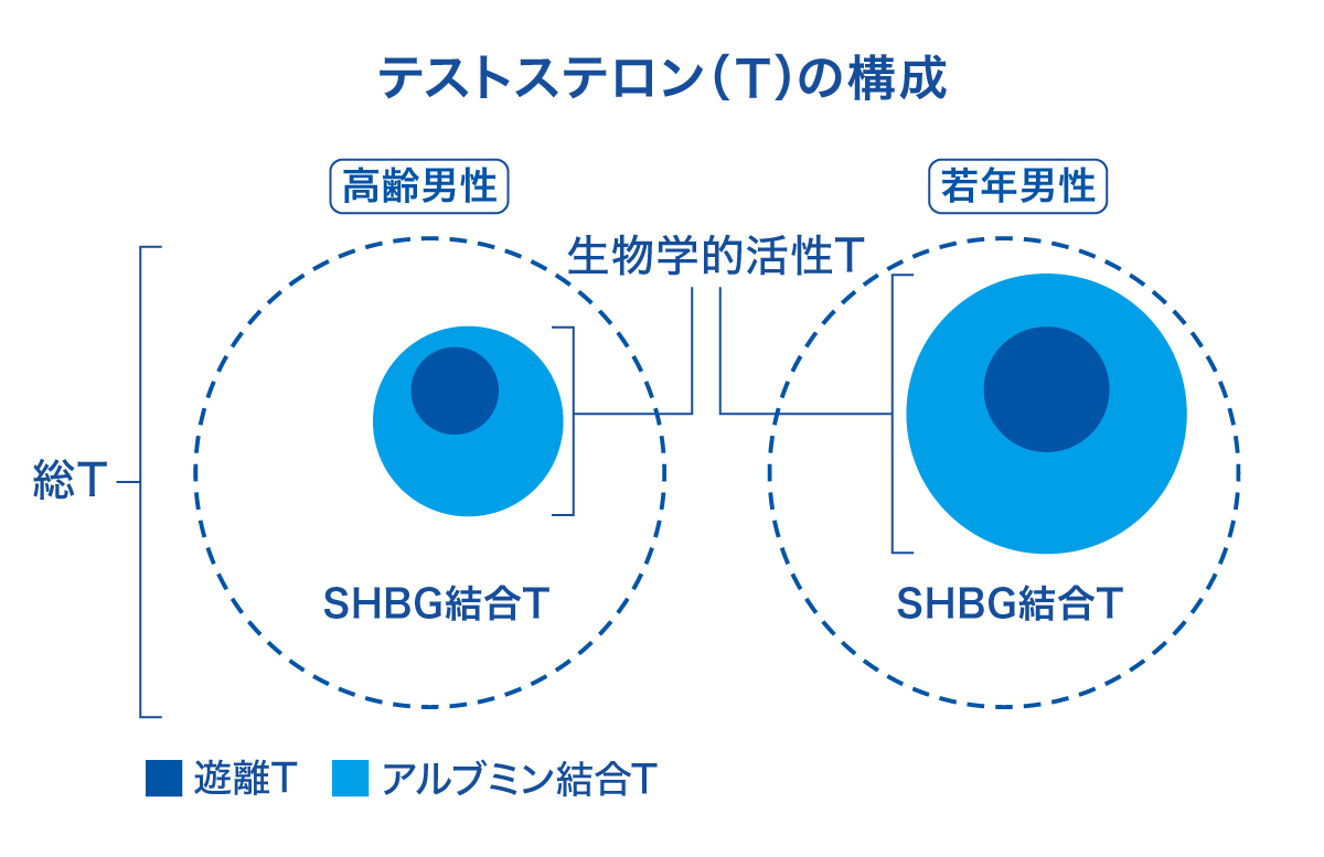カギを握るのは活性テストステロン