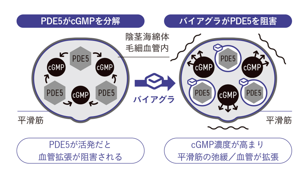 バイアグラの効果