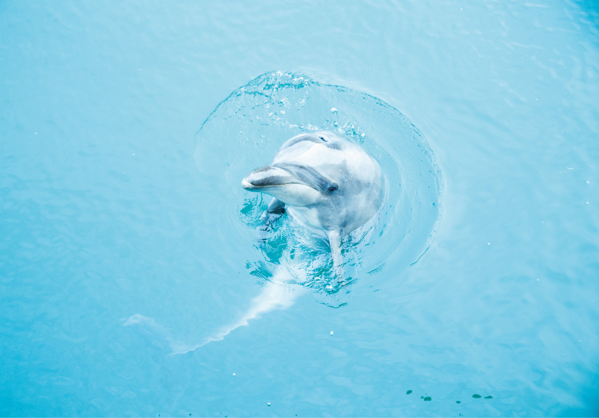 長崎｜壱岐〈壱岐イルカパーク&リゾート〉