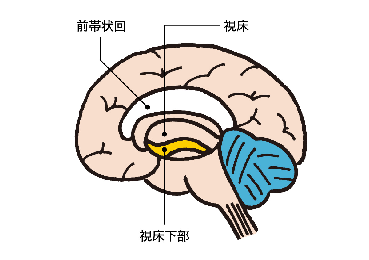 視床下部と前帯状回の在り処