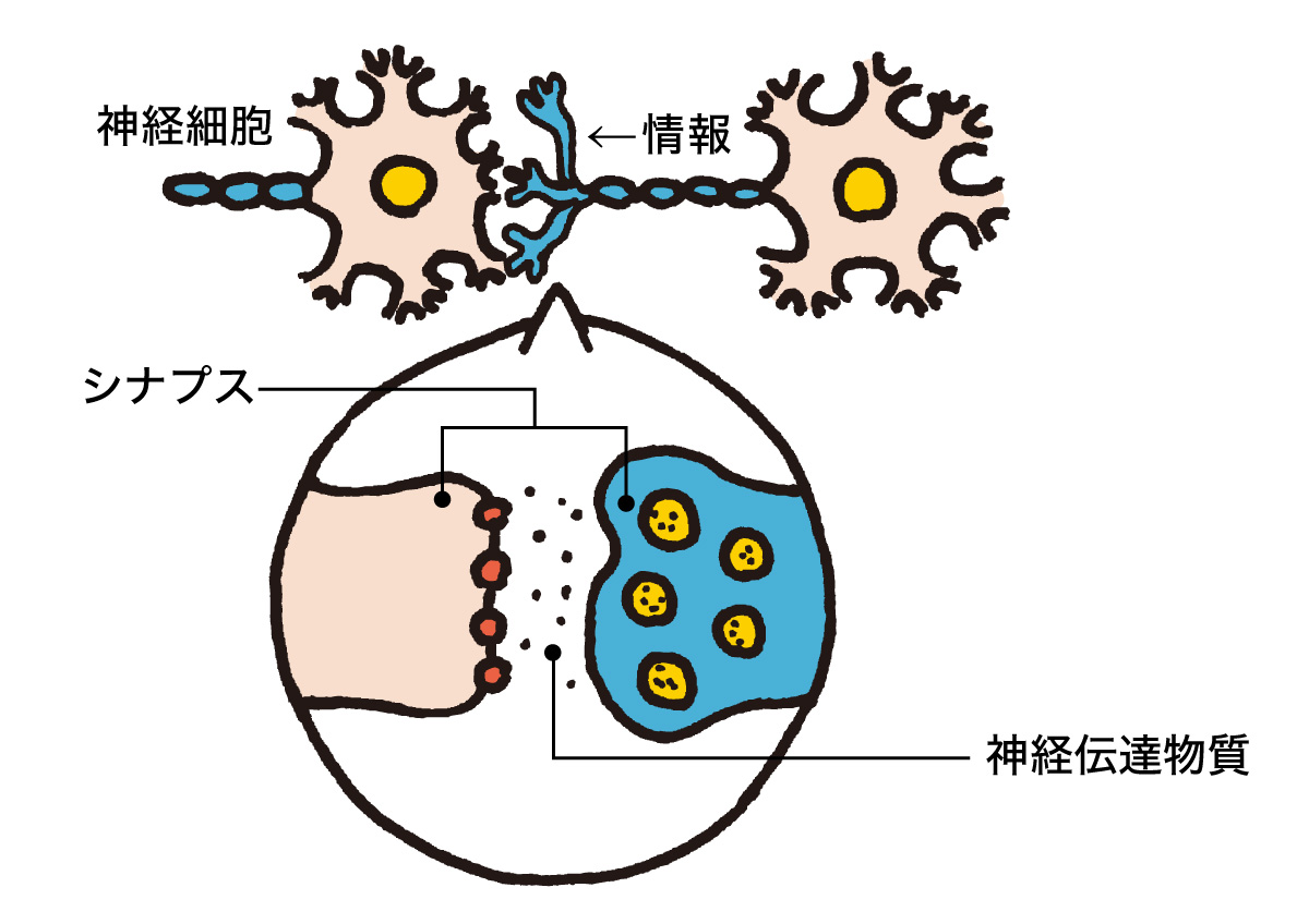 酸化した神経細胞は鈍化する