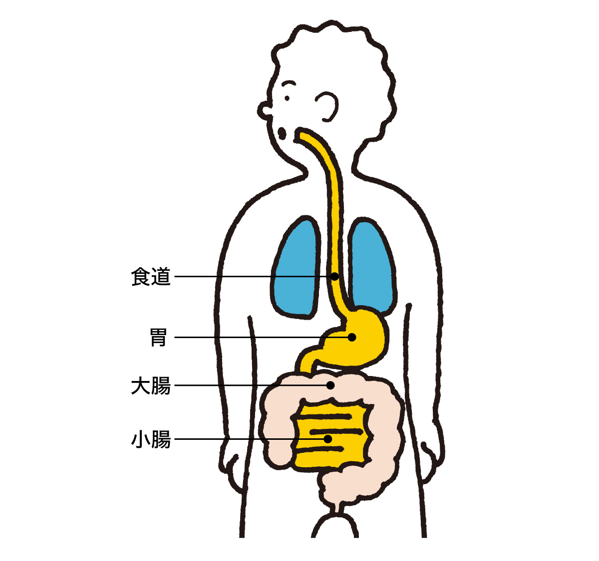 内臓の疲れは消化器の疲れ