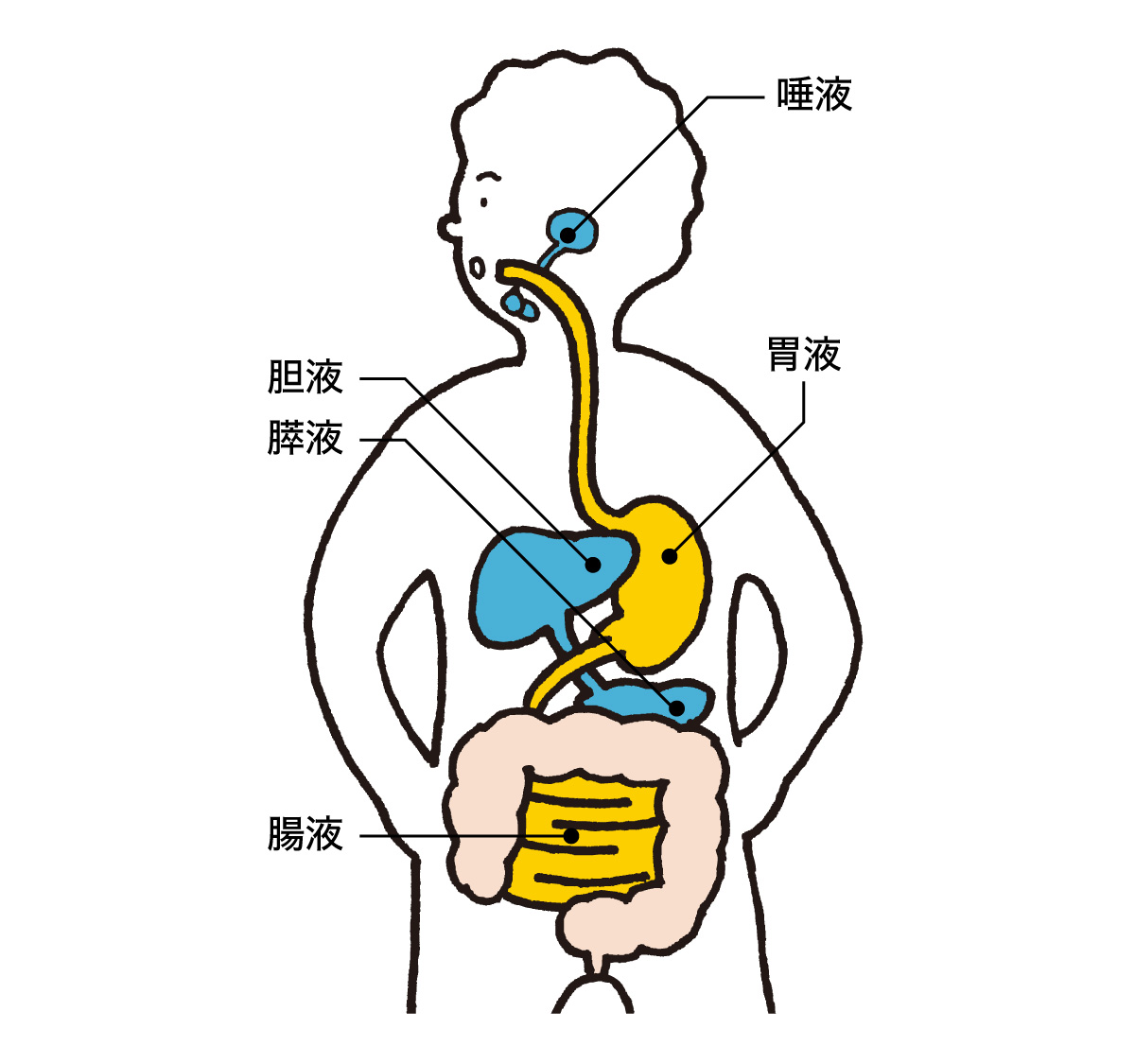 胃もたれの原因は消化液の減少。
