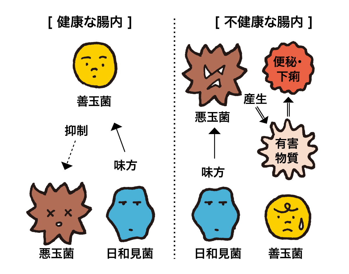 腸内環境は菌バランスで決まる