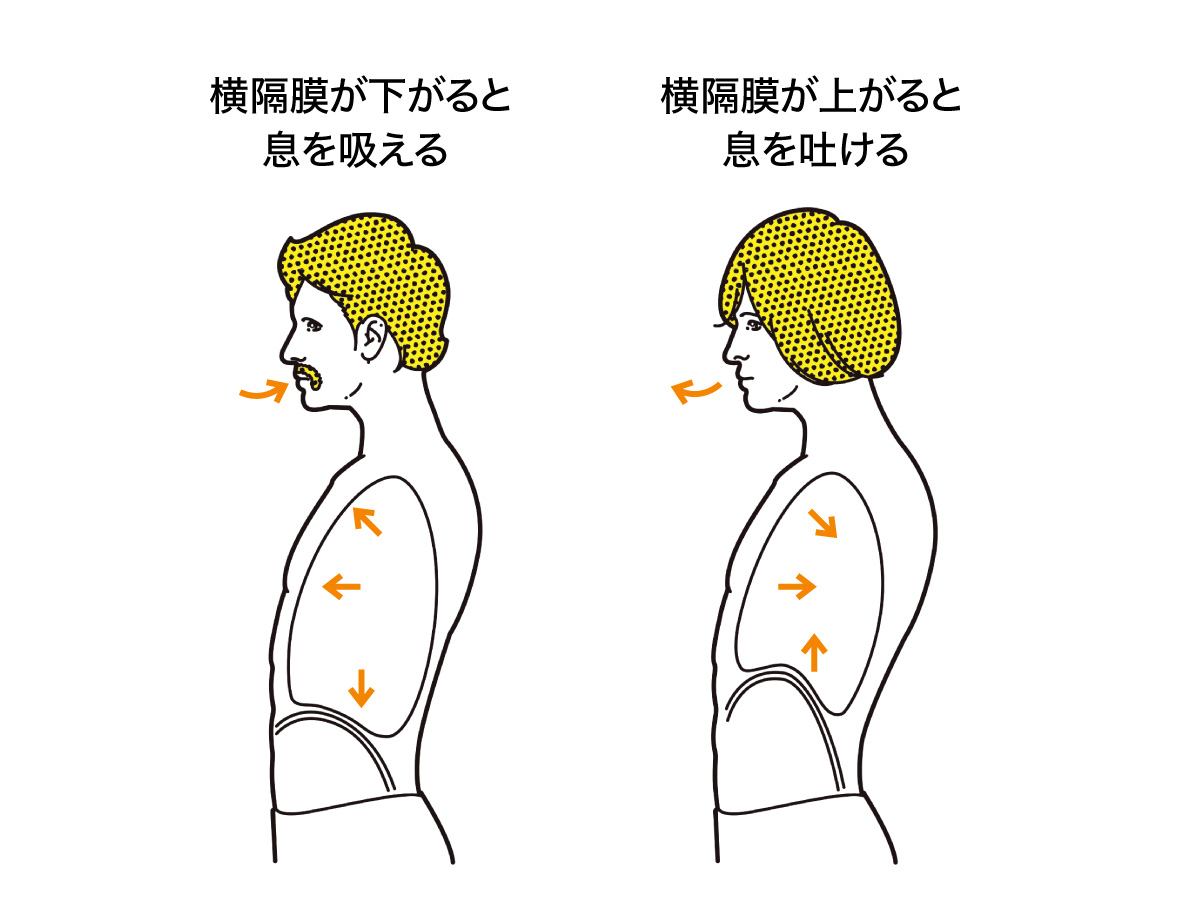 横隔膜が大事