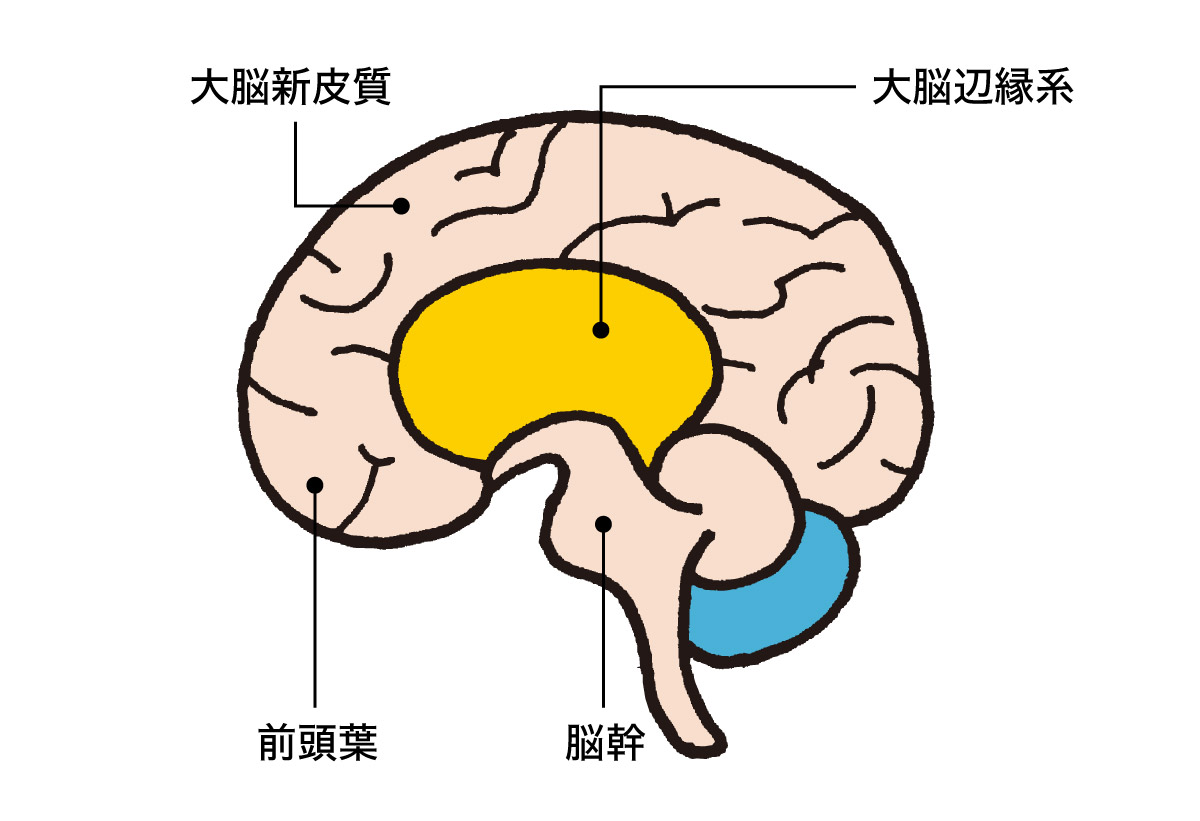 理性と本能を司る部位