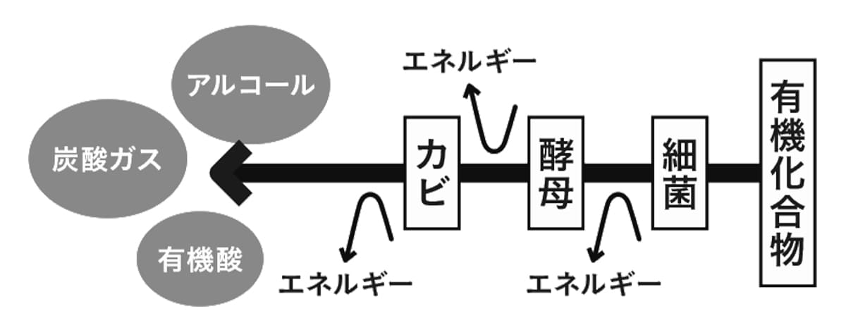 発酵の基本メカニズム