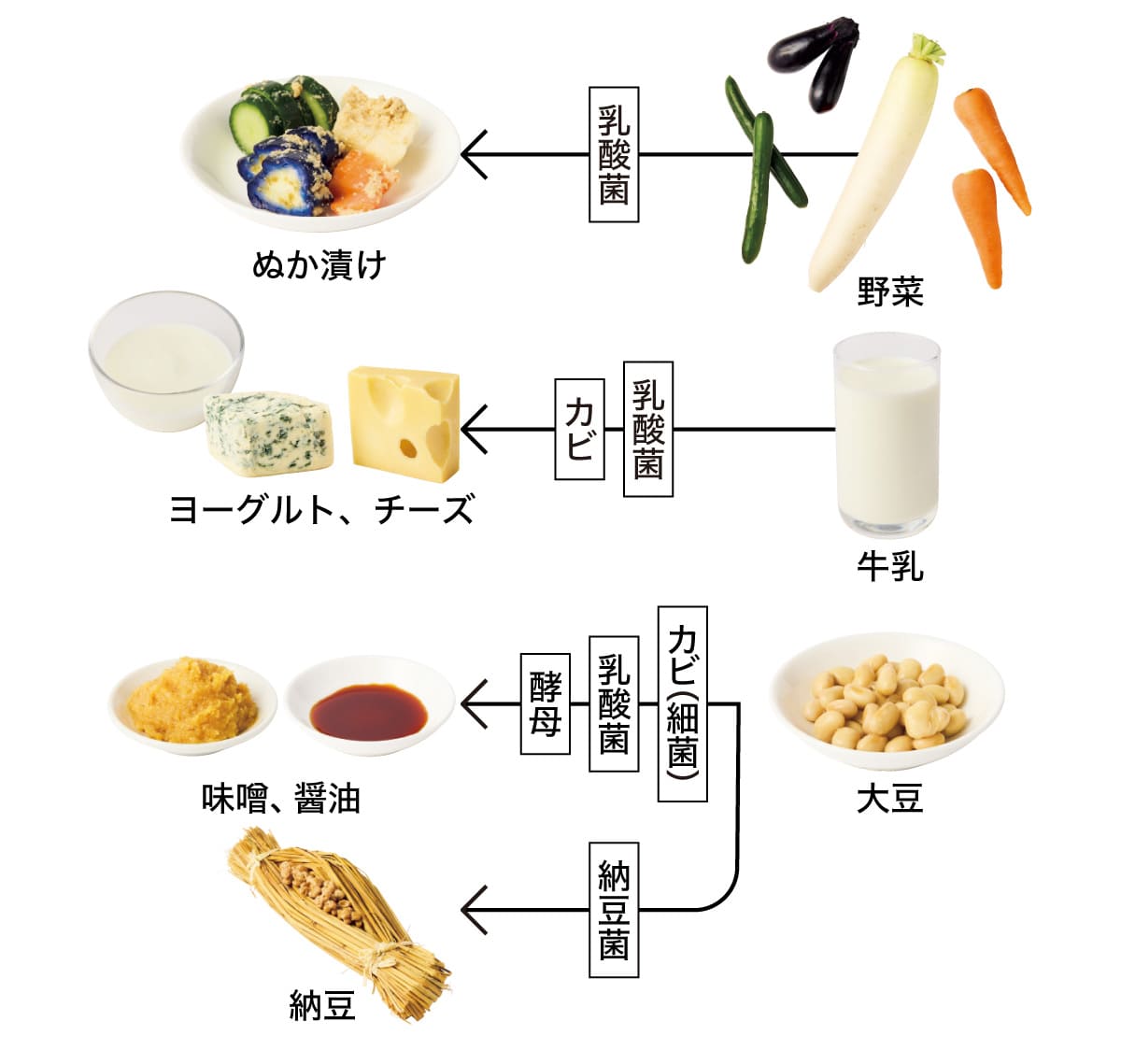 代表的な発酵食品と微生物
