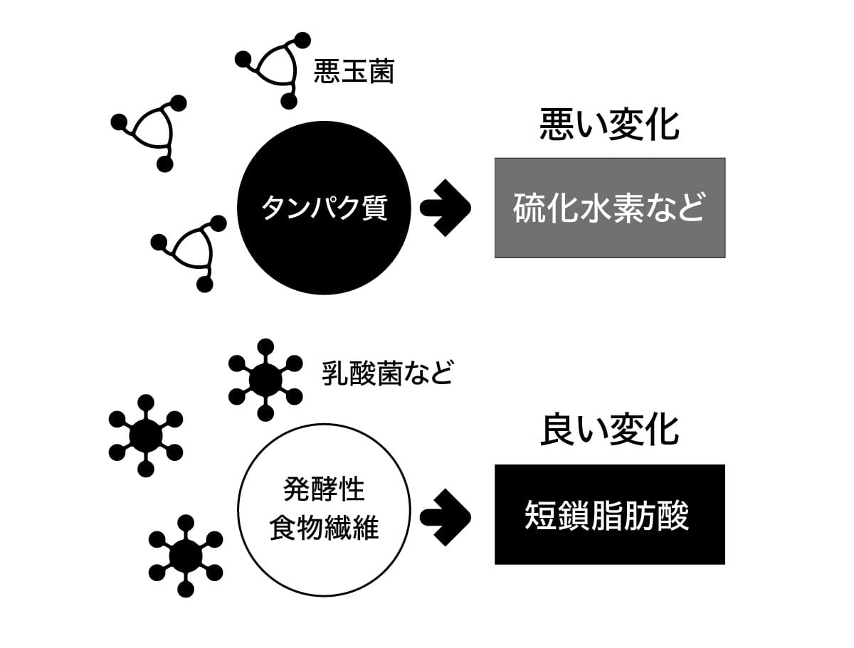 腸内での食物と菌の出合い