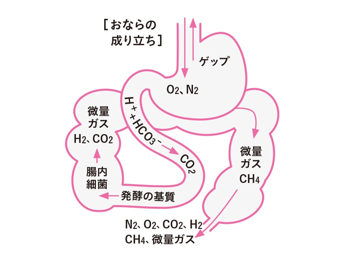 おならの成り立ち