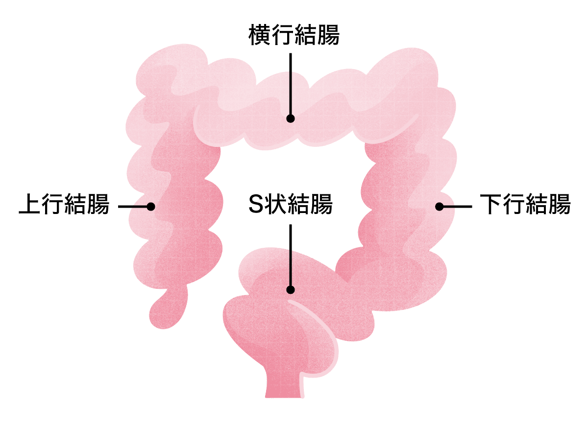 正常な腸のイラスト