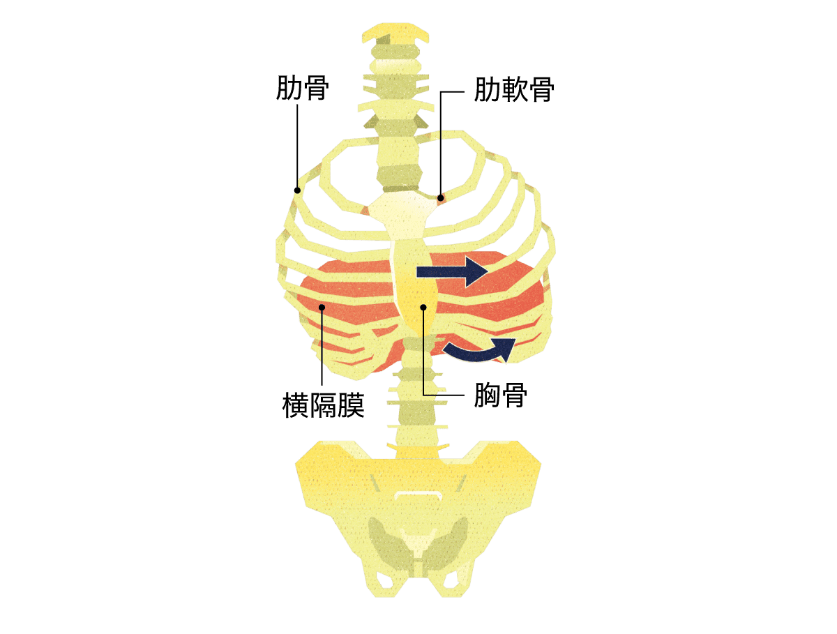 胸郭を正面から見ると、左側へシフトしている