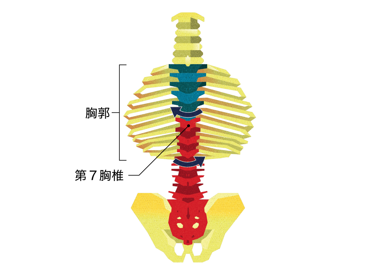 胸郭を後ろから見ると、背骨はこうねじれている