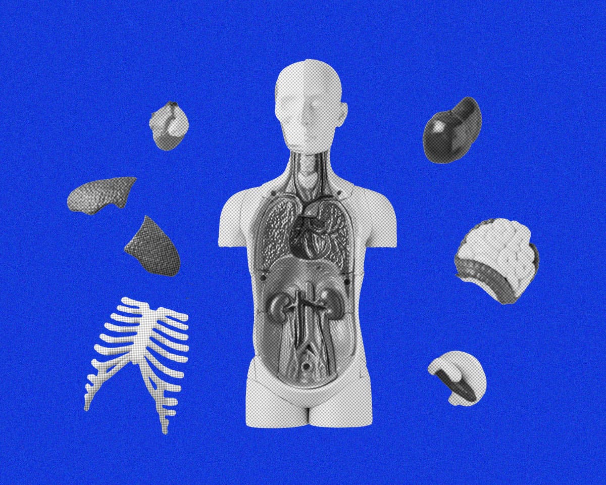 臓器の配置が左右非対称なのはなぜ？