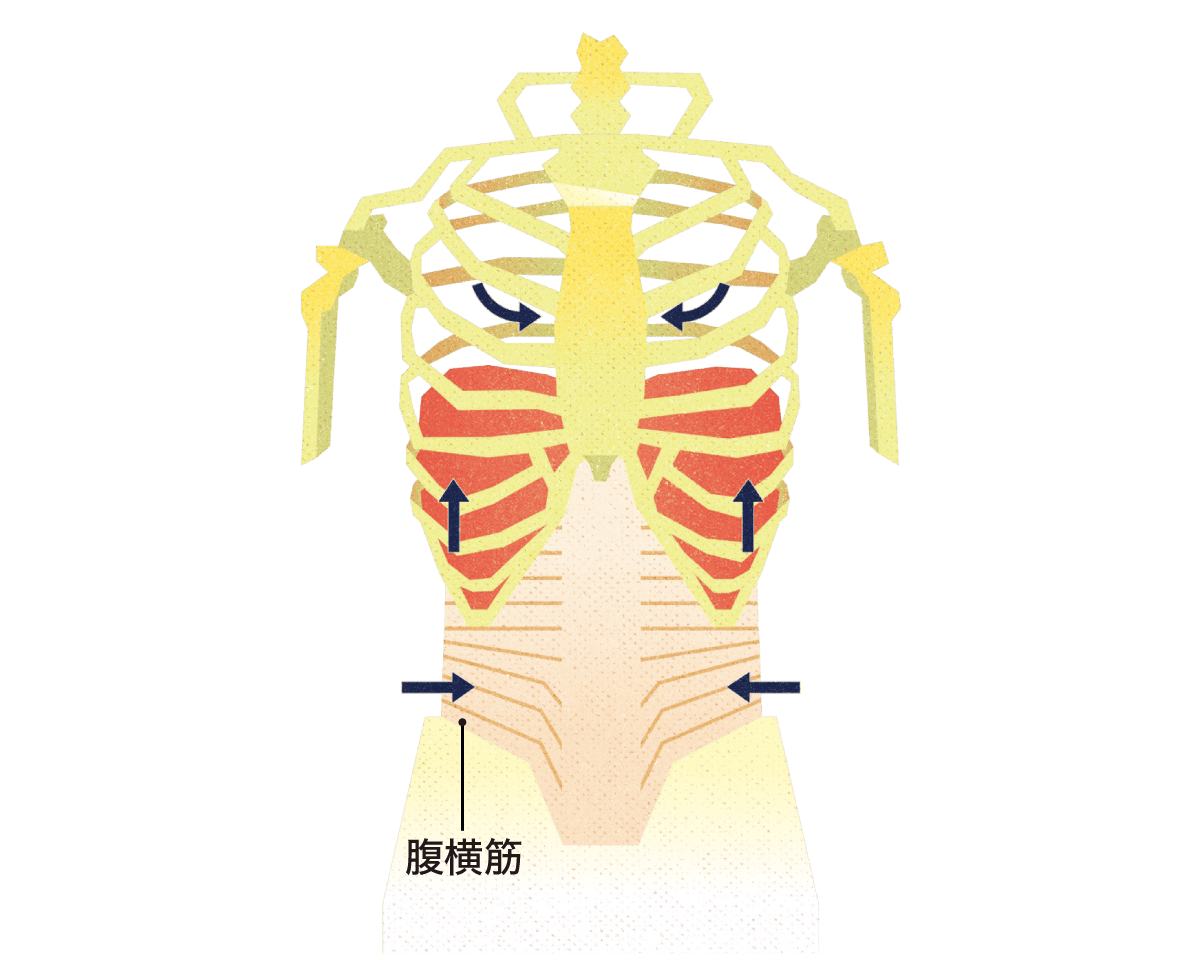 息を吐くときの横隔膜、肋骨、腹部の動き
