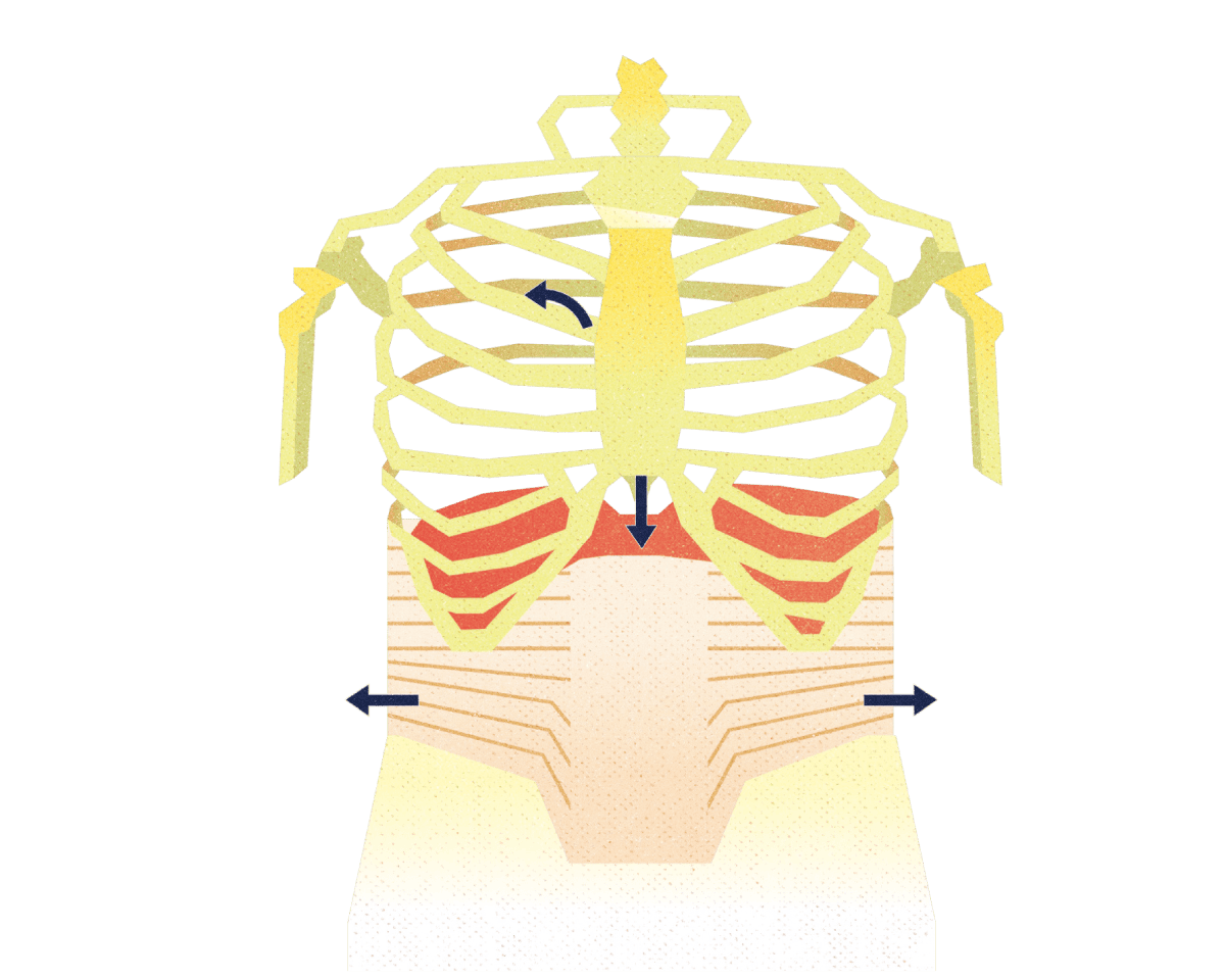 息を吸うときの横隔膜