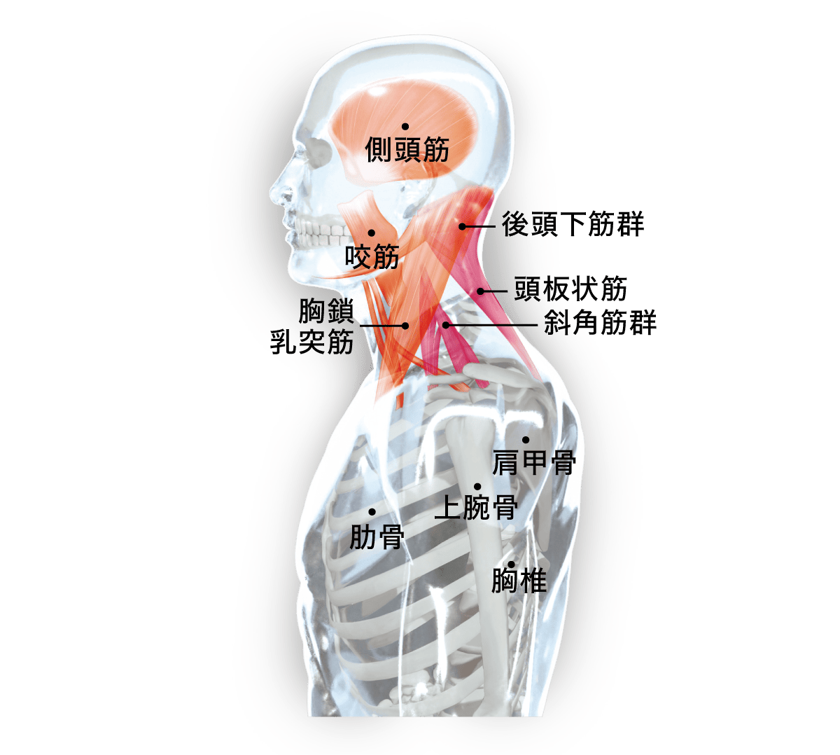 上半身・体幹 （SIDE）