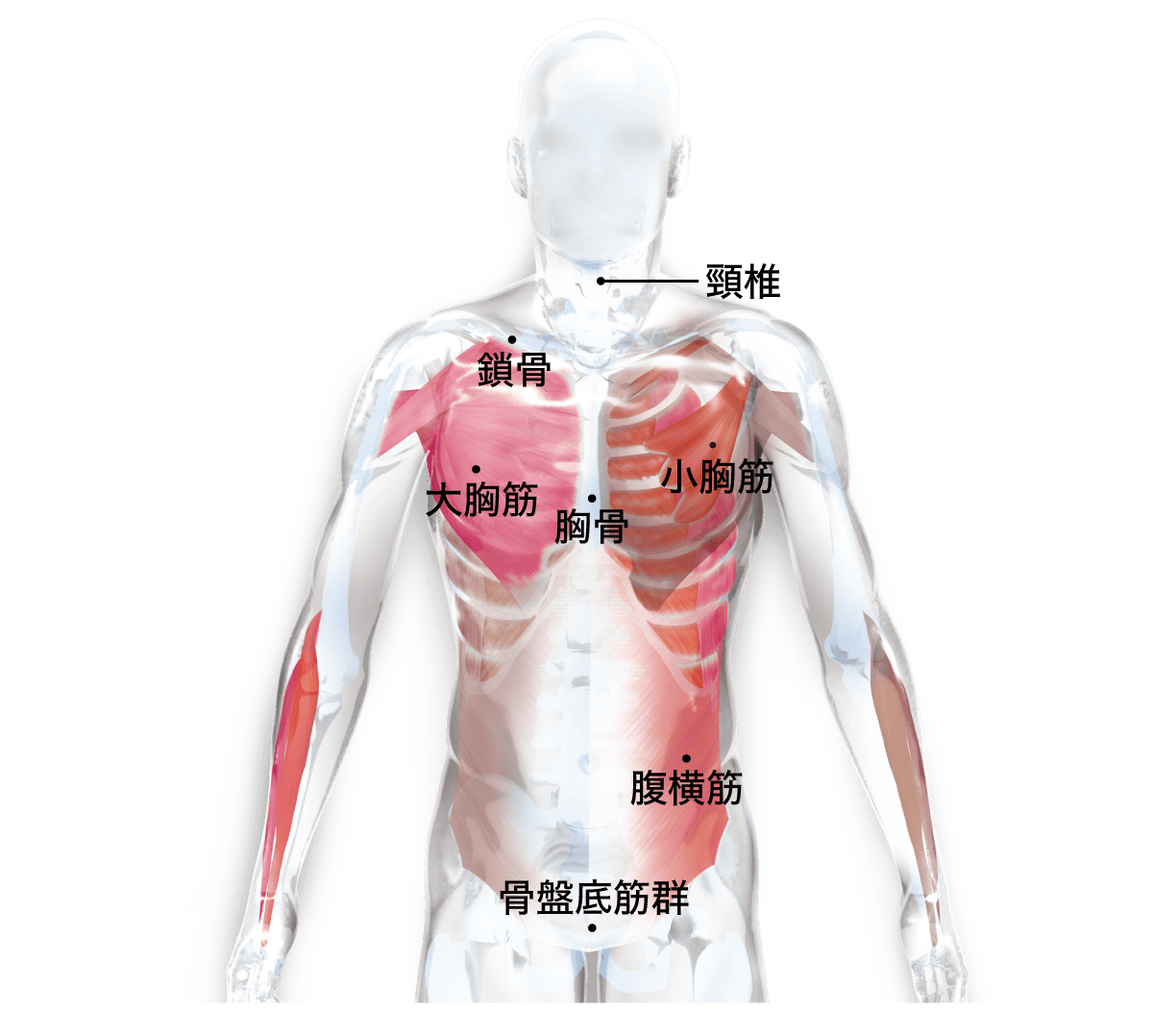 上半身・体幹（フロント）