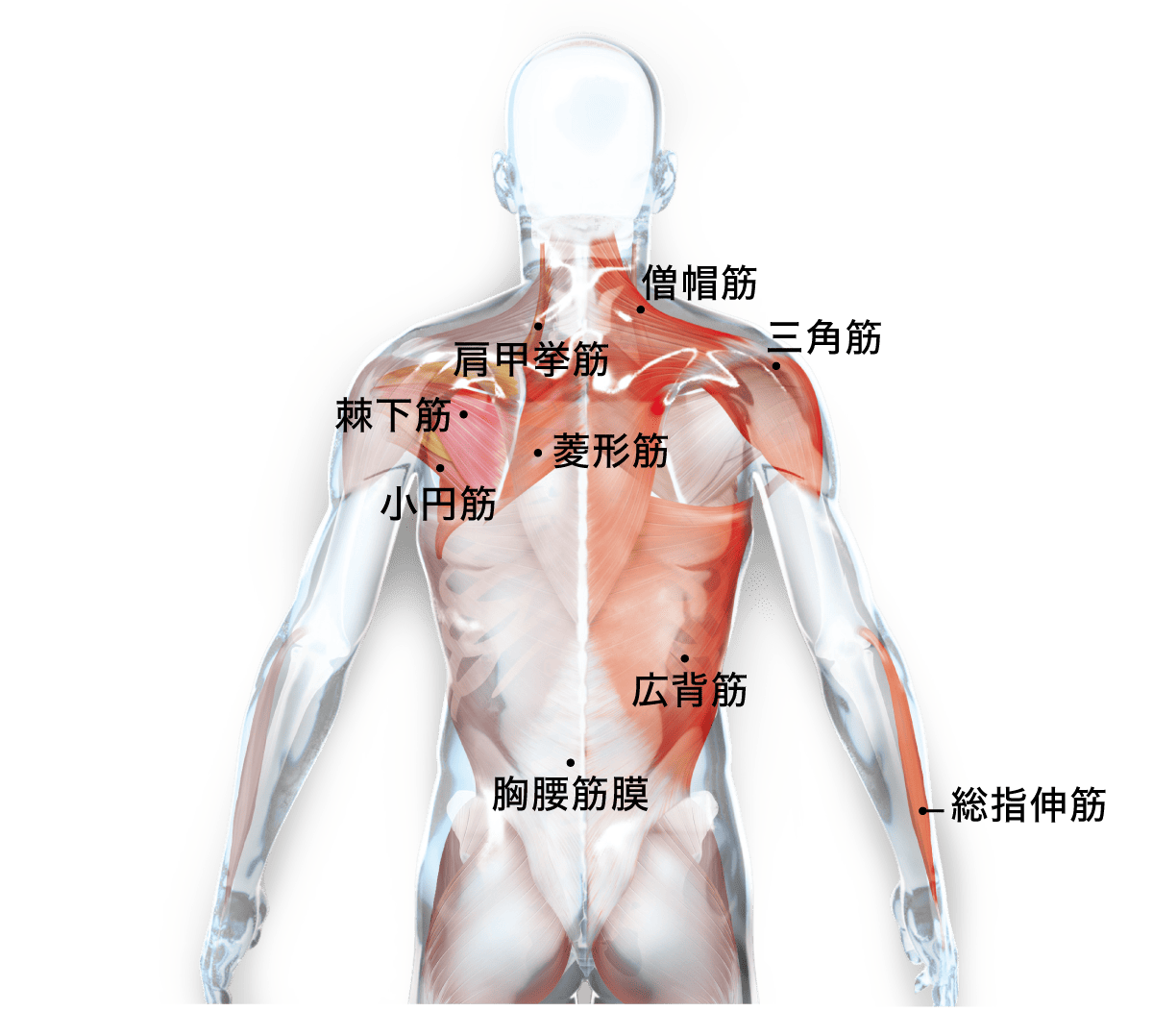 上半身・体幹 （BACK）