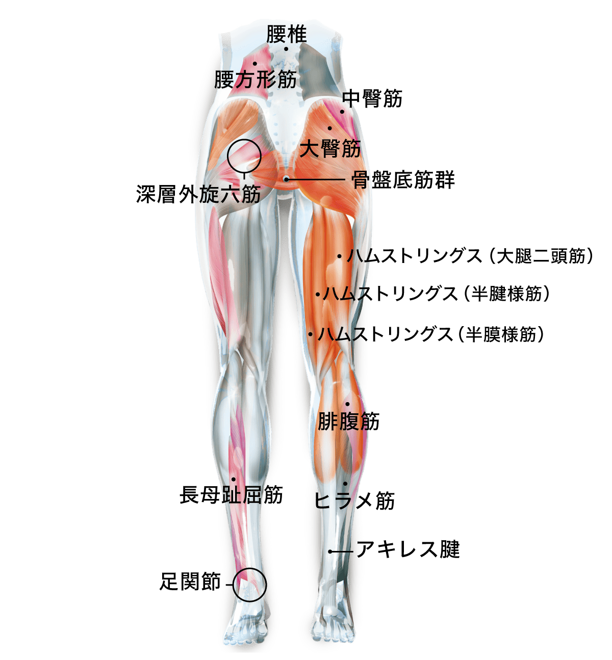 下半身 （BACK）