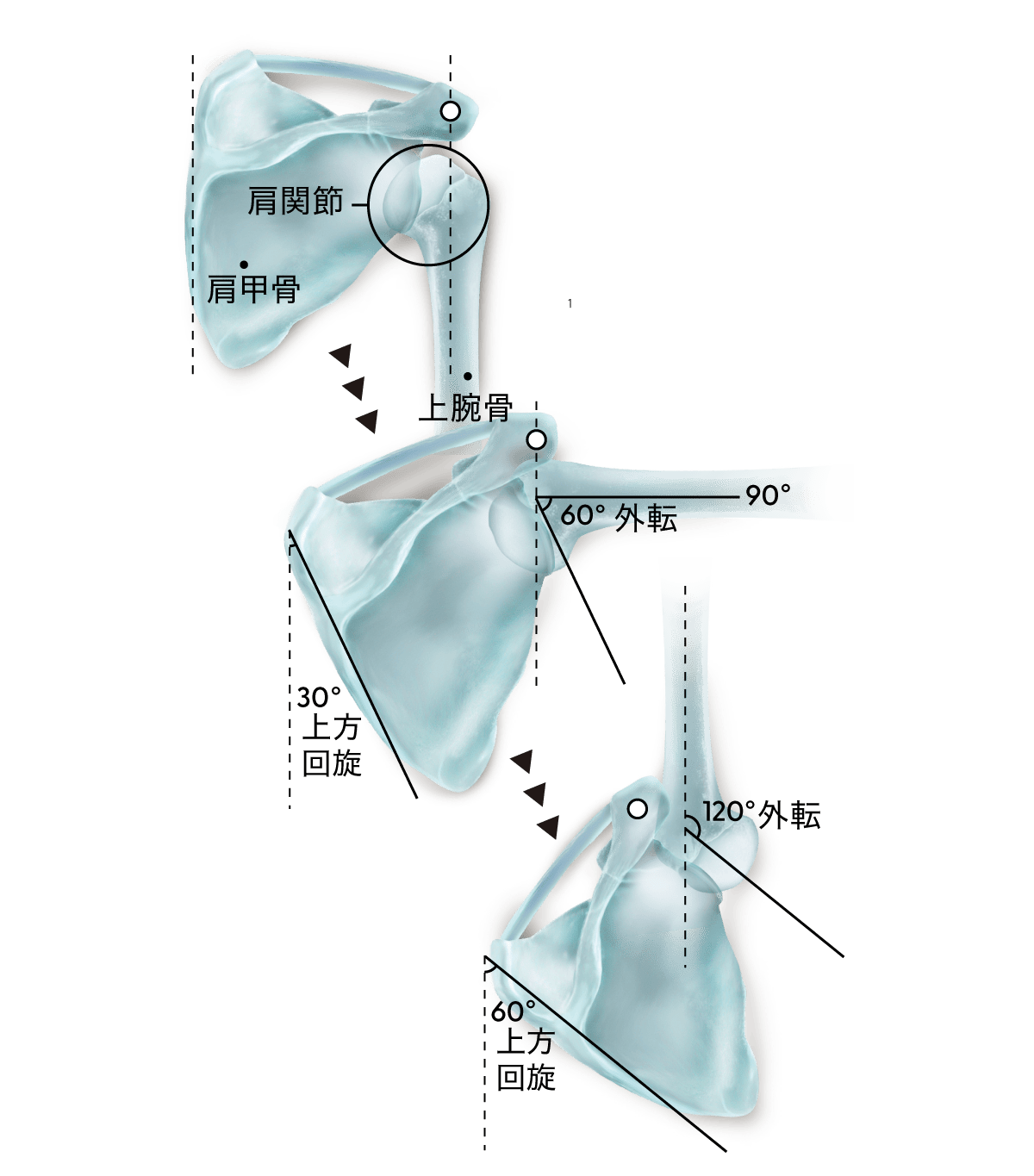 上腕肩甲リズム