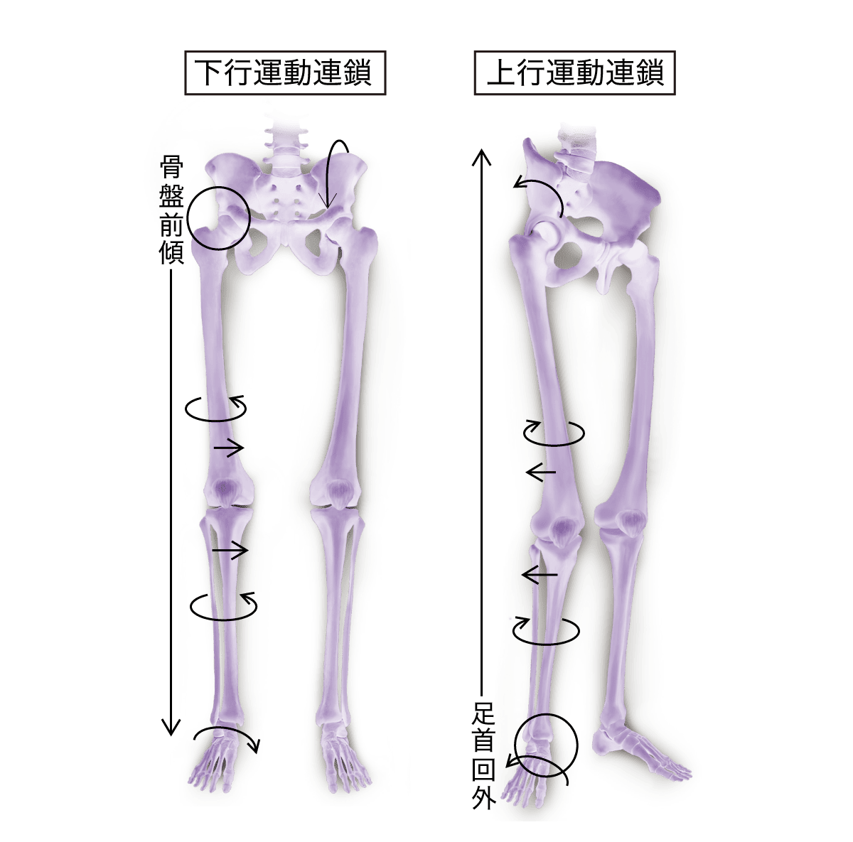 下行&上行運動連鎖