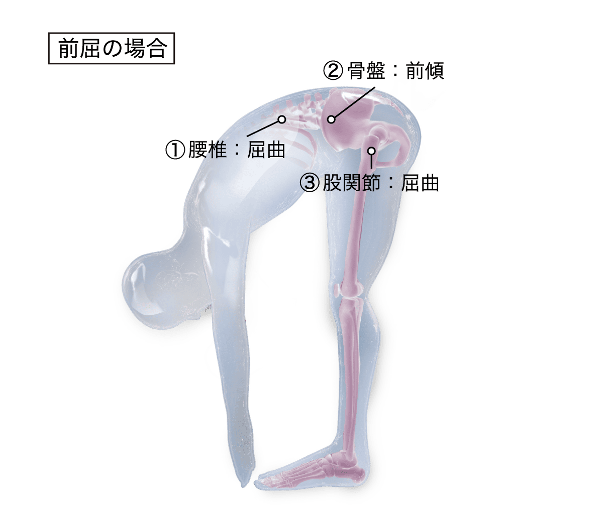 腰椎骨盤リズム