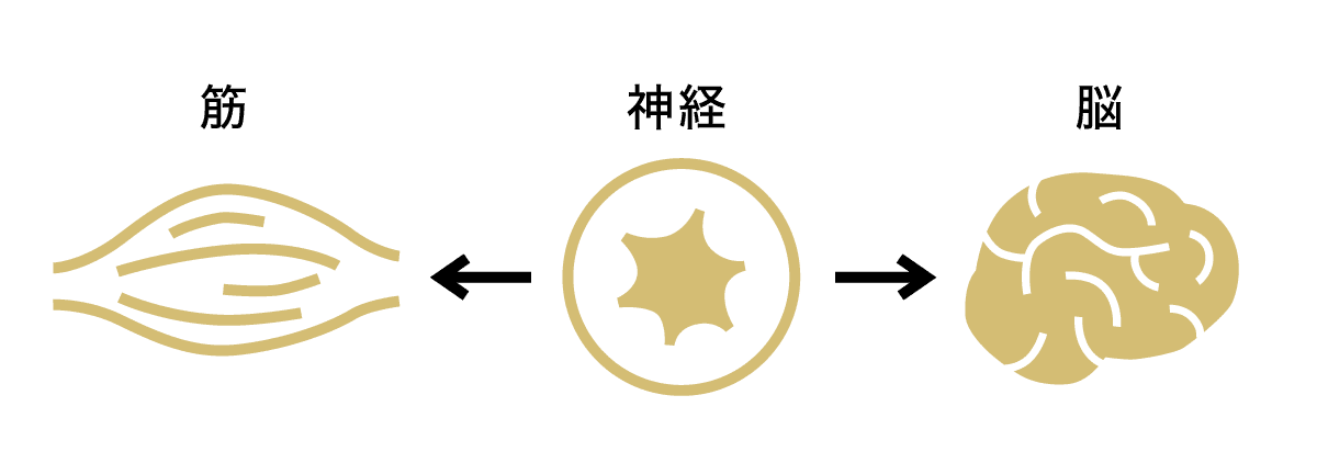 神経・筋肉・脳