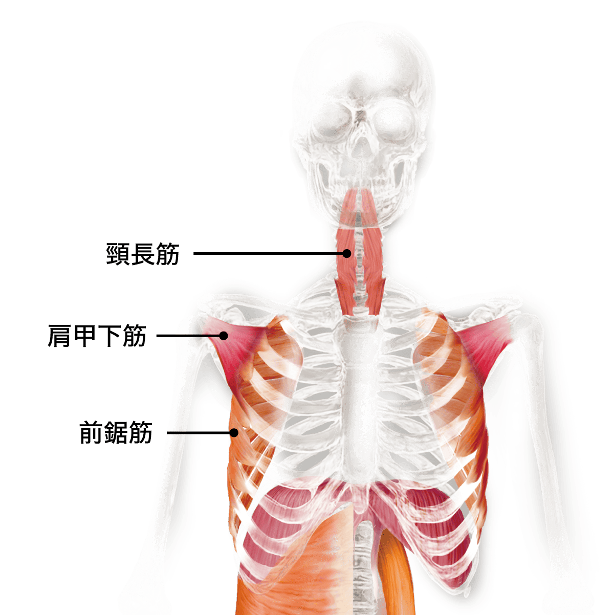 頸長筋・肩甲下筋・前鋸筋