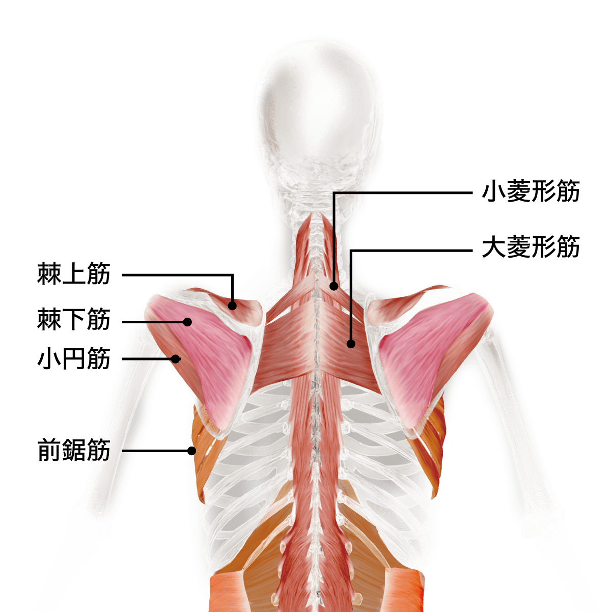 ローテーターカフ