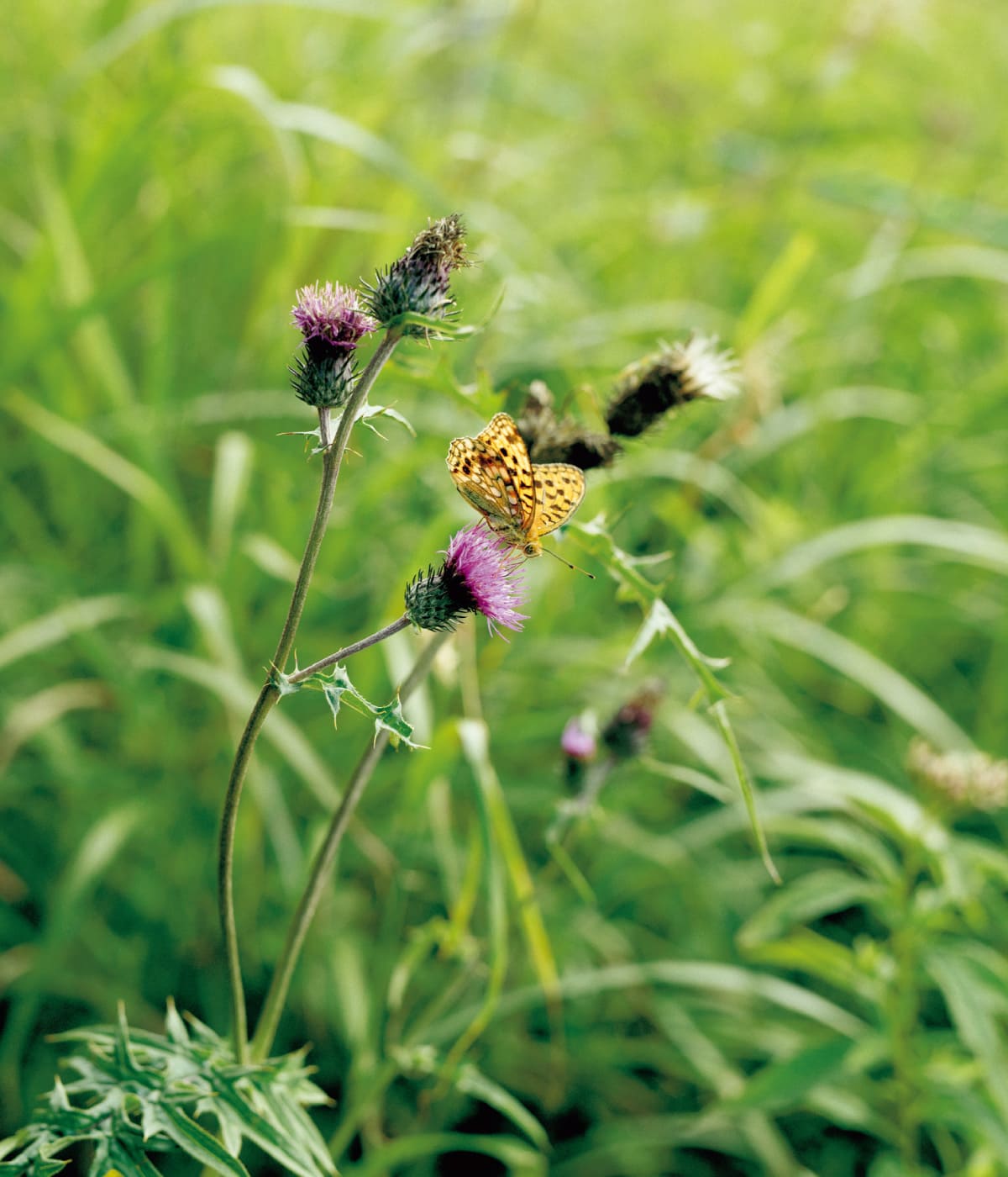 ヒョウモンチョウ